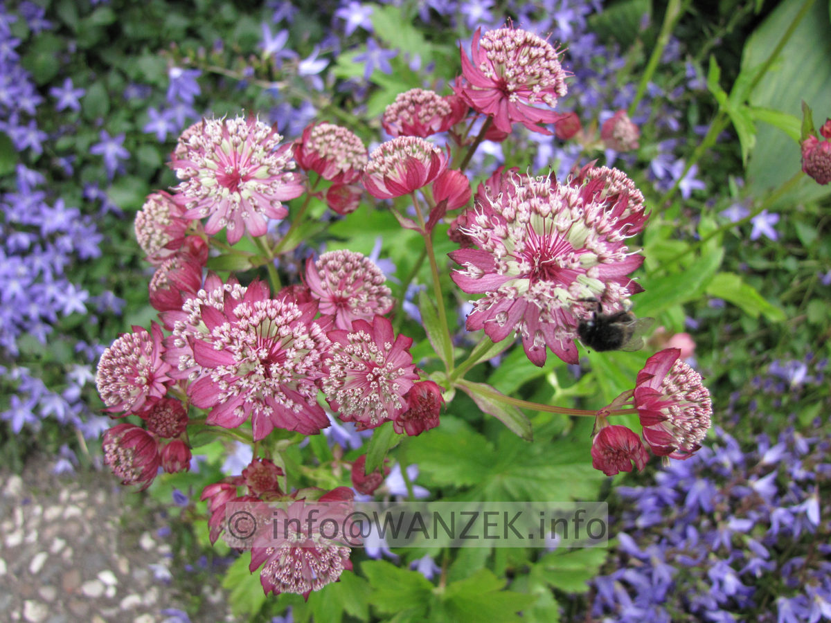 Astrantia major Rot Bluetenmacro.JPG